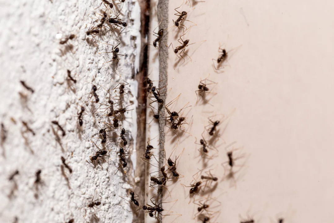 Dealing with Ant Infestations: Causes, Risks, and Solutions